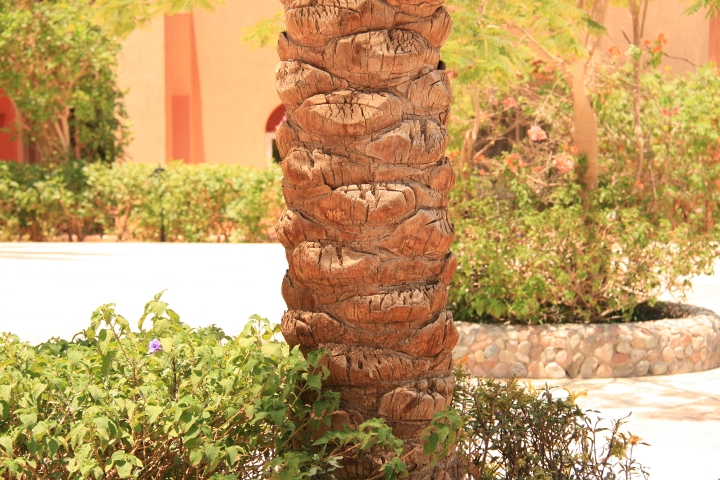 Vakantie Egypte 2010-125.jpg